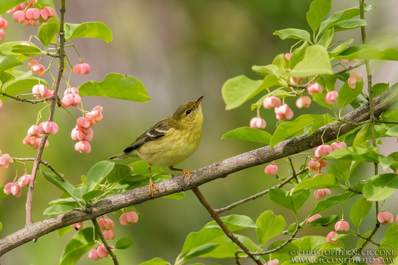 Blackpoll Warbler