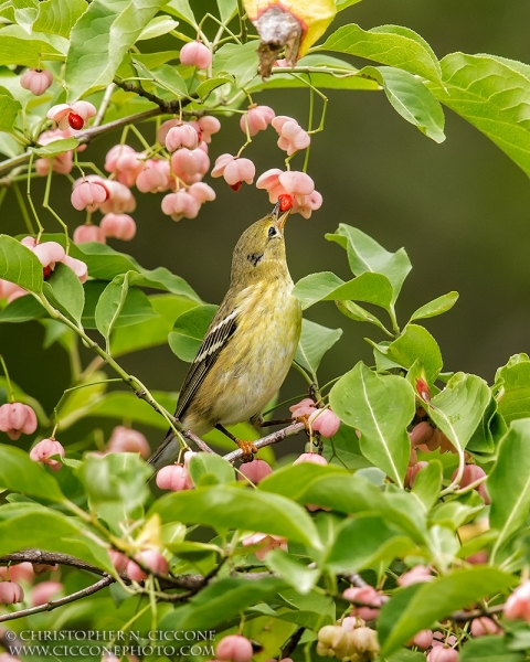 Blackpoll Warbler