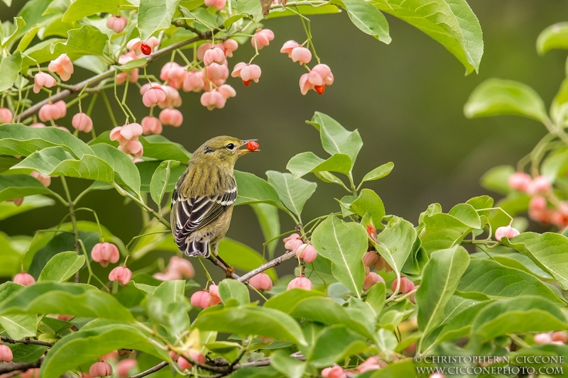 Blackpoll Warbler