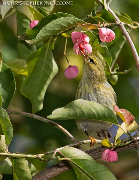 Blackpoll Warbler