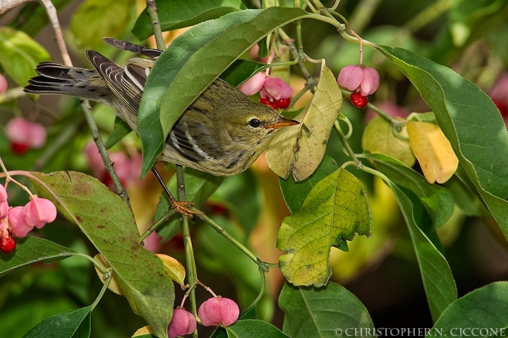 Blackpoll Warbler