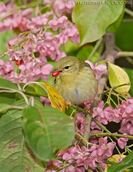 Blackpoll Warbler