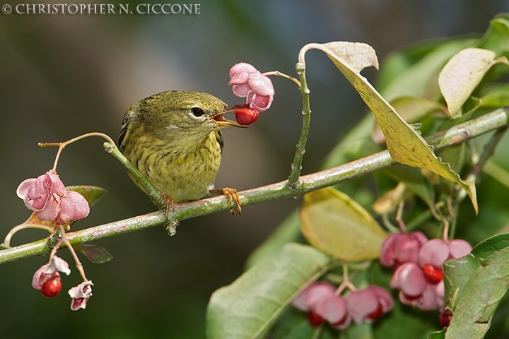 Blackpoll Warbler