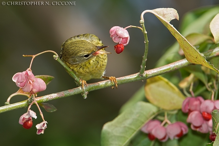 Blackpoll Warbler