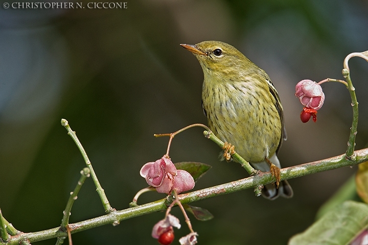 Blackpoll Warbler