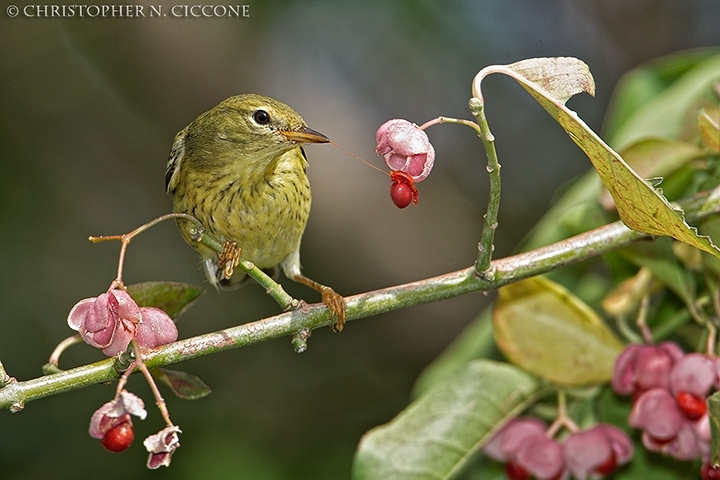 Blackpoll Warbler