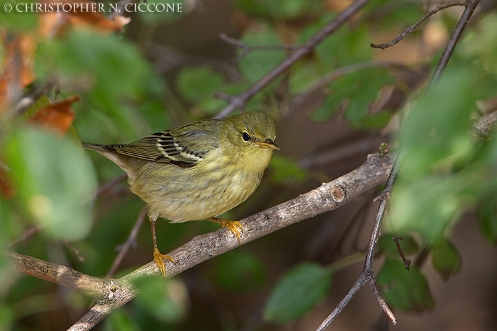 Blackpoll Warbler