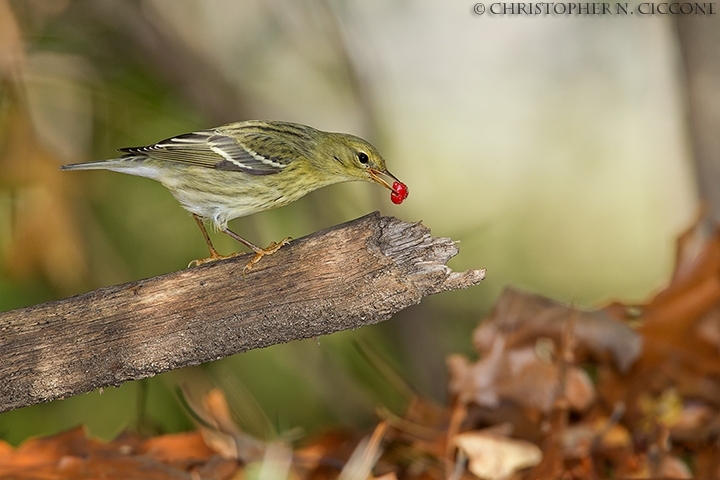 Blackpoll Warbler