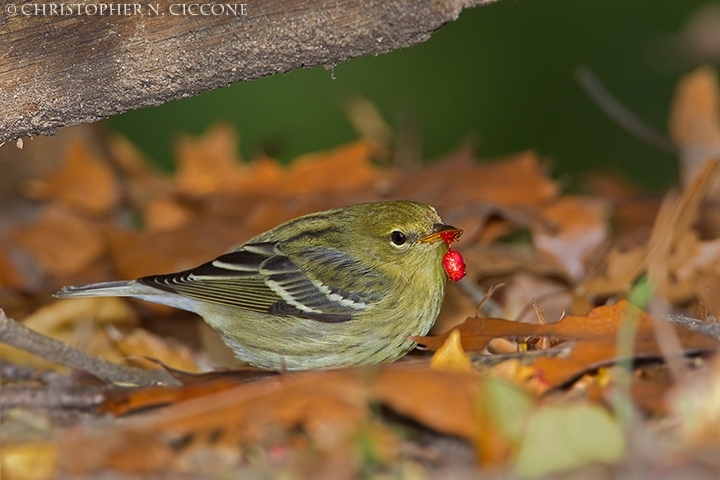 Blackpoll Warbler