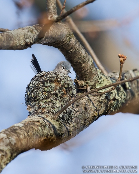 Blue-gray Gnatcatcher