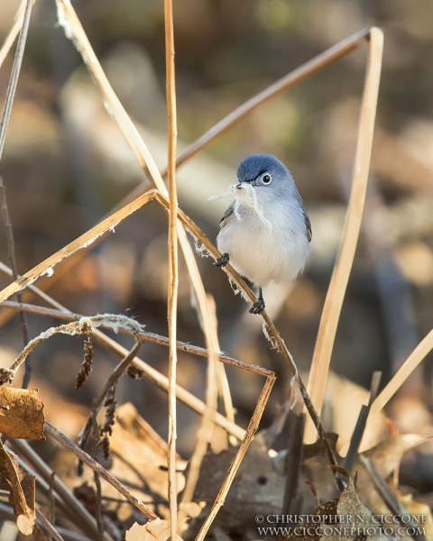 Blue-gray Gnatcatcher