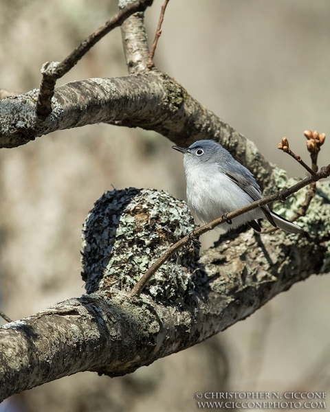 Blue-gray Gnatcatcher