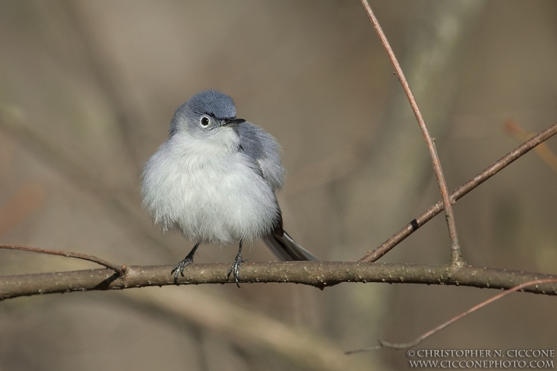 Blue-gray Gnatcatcher