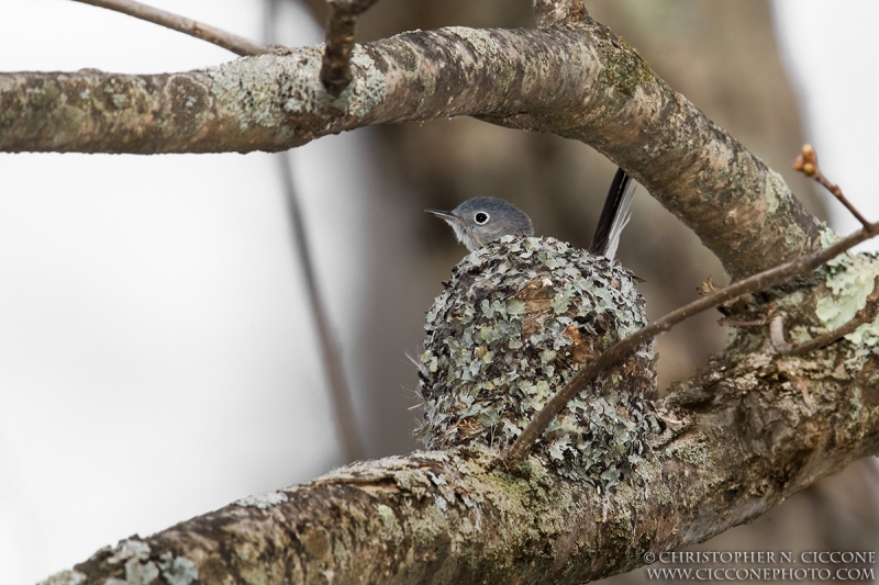 Blue-gray Gnatcatcher