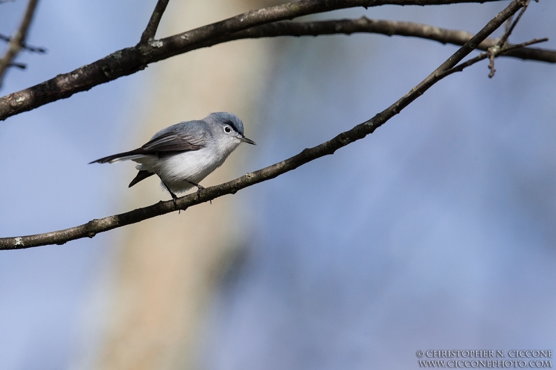 Blue-gray Gnatcatcher