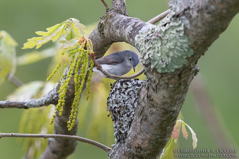 Blue-gray Gnatcatcher