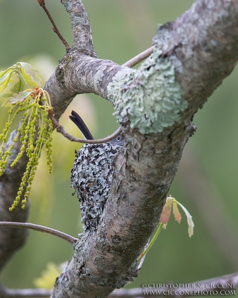 Blue-gray Gnatcatcher