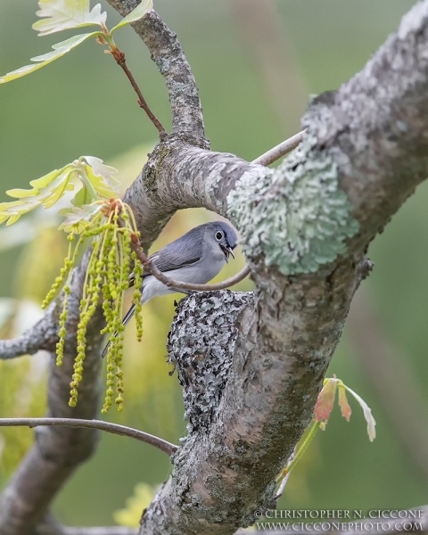 Blue-gray Gnatcatcher