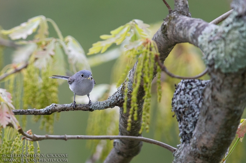 Blue-gray Gnatcatcher