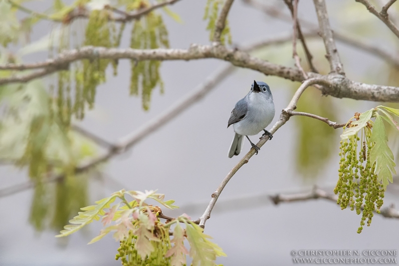 Blue-gray Gnatcatcher