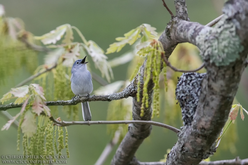 Blue-gray Gnatcatcher