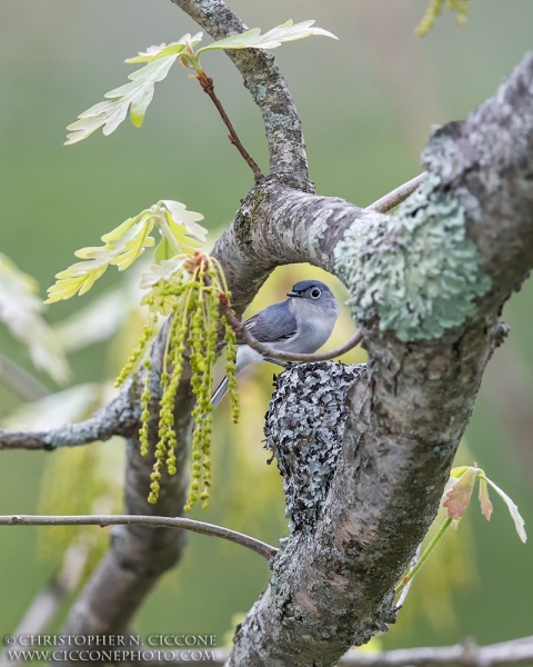 Blue-gray Gnatcatcher