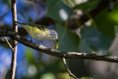 Blue-headed Vireo