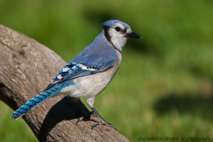 Blue Jay