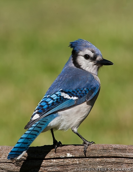 Blue Jay