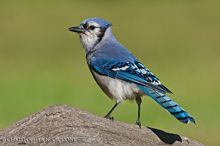 Blue Jay