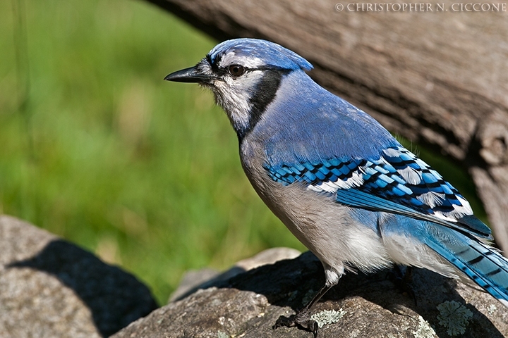 Blue Jay