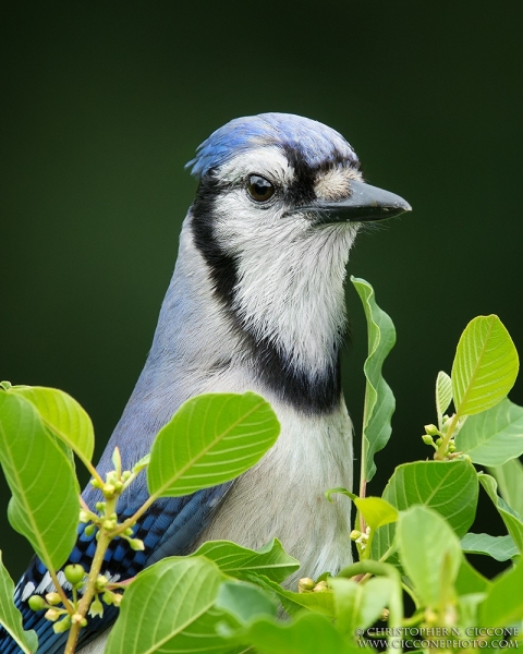 Blue Jay