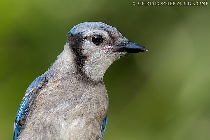 Blue Jay