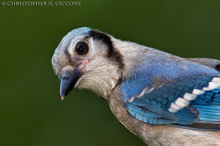 Blue Jay