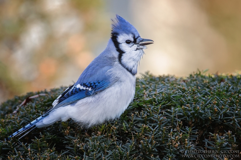 Blue Jay