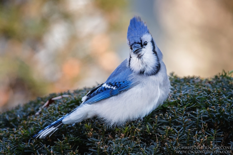 Blue Jay