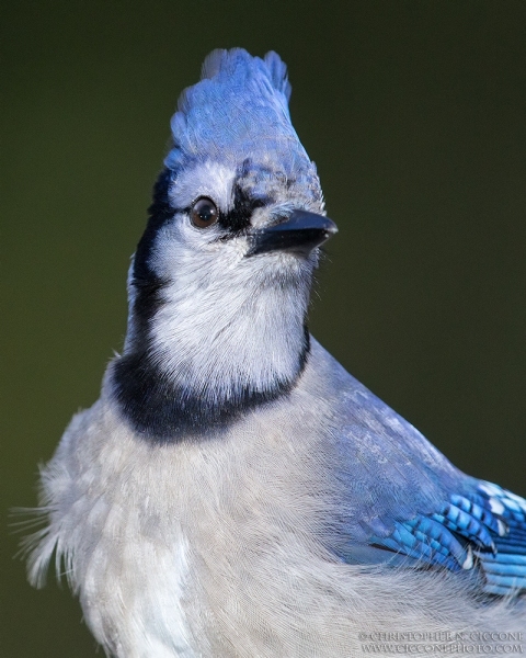 Blue Jay