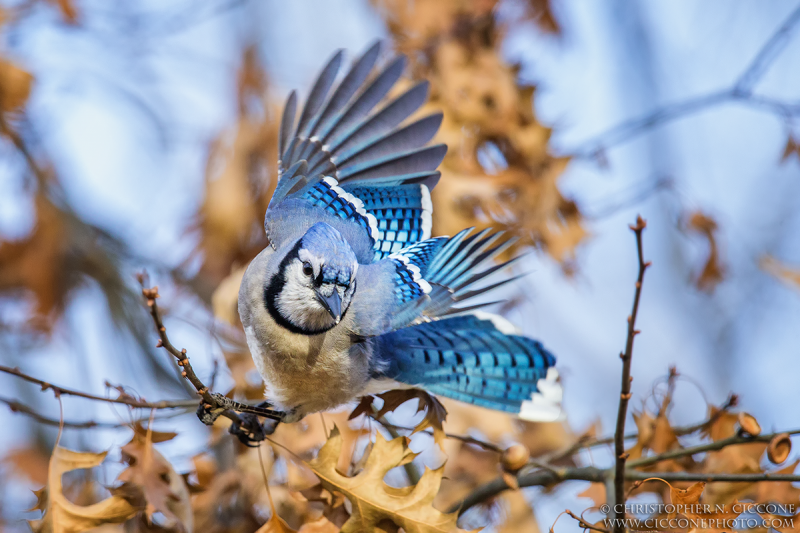 Blue Jay