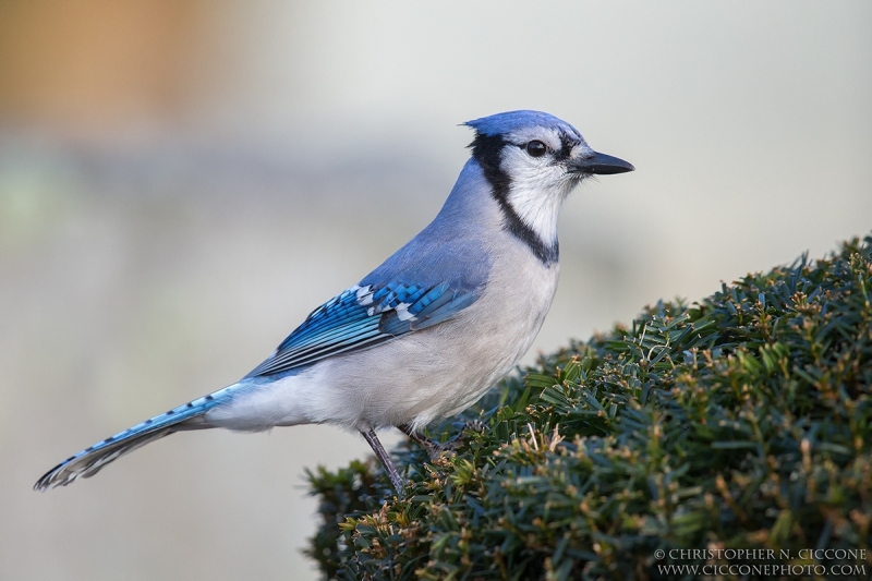 Blue Jay