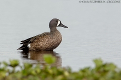 Blue-winged Teal