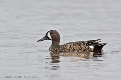 Blue-winged Teal