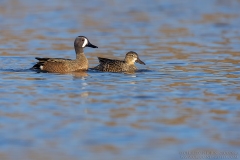 Blue-winged Teal