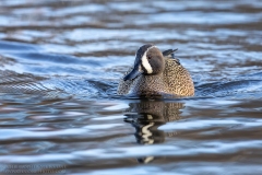 Blue-winged Teal