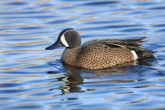 Blue-winged Teal