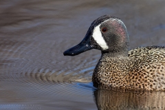 Blue-winged Teal