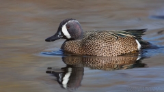 Blue-winged Teal