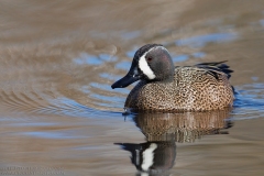 Blue-winged Teal