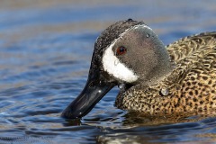 Blue-winged Teal