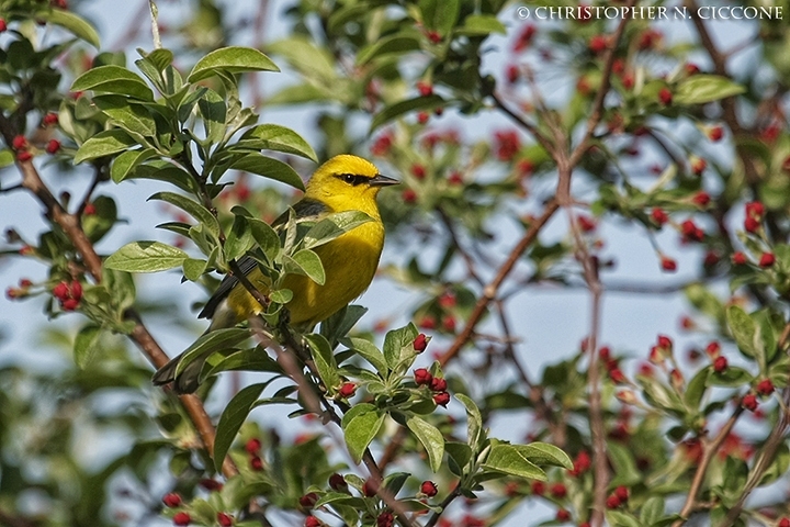 Blue-winged Warbler