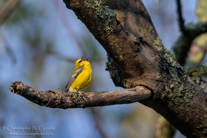 Blue-winged Warbler